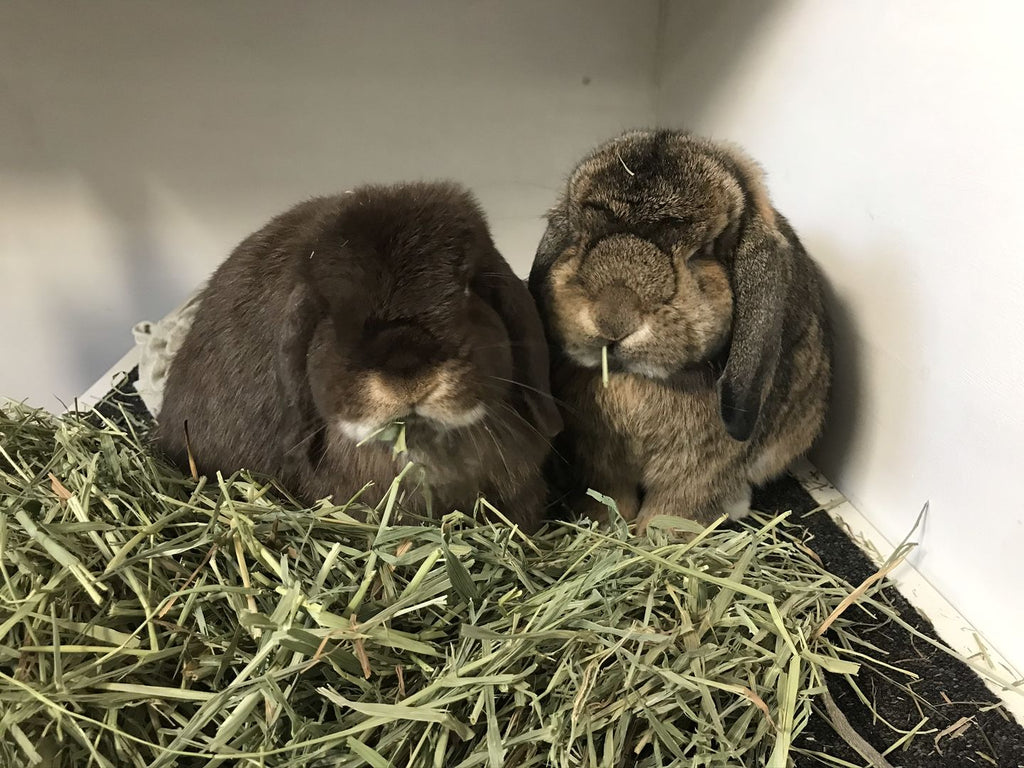 Hay Box | Rabbit Timothy Hay 2.5-15kg Boxes - Timothy Hay And Safe Rabbit Enclosures